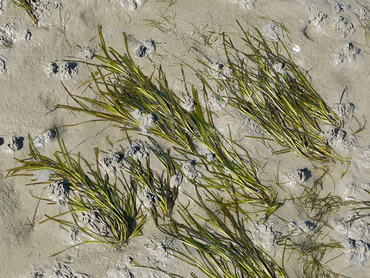 Trockenfallende Seegräser im Wattenmeer, frei von Grünalgen © Hans-Ulrich Rösner