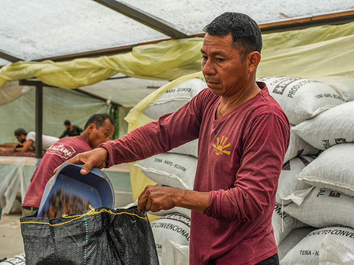Getrocknete Kakaobohnen werden in Transportsäcke umgefüllt © Gabriel Vanerio / WWF Ecuador