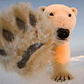 Junger Eisbär streckt seine Pfote in die Kamera © naturepl.com / Steven Kazlowski / WWF