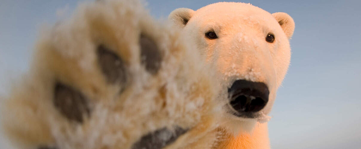 Junger Eisbär streckt seine Pfote in die Kamera © naturepl.com / Steven Kazlowski / WWF