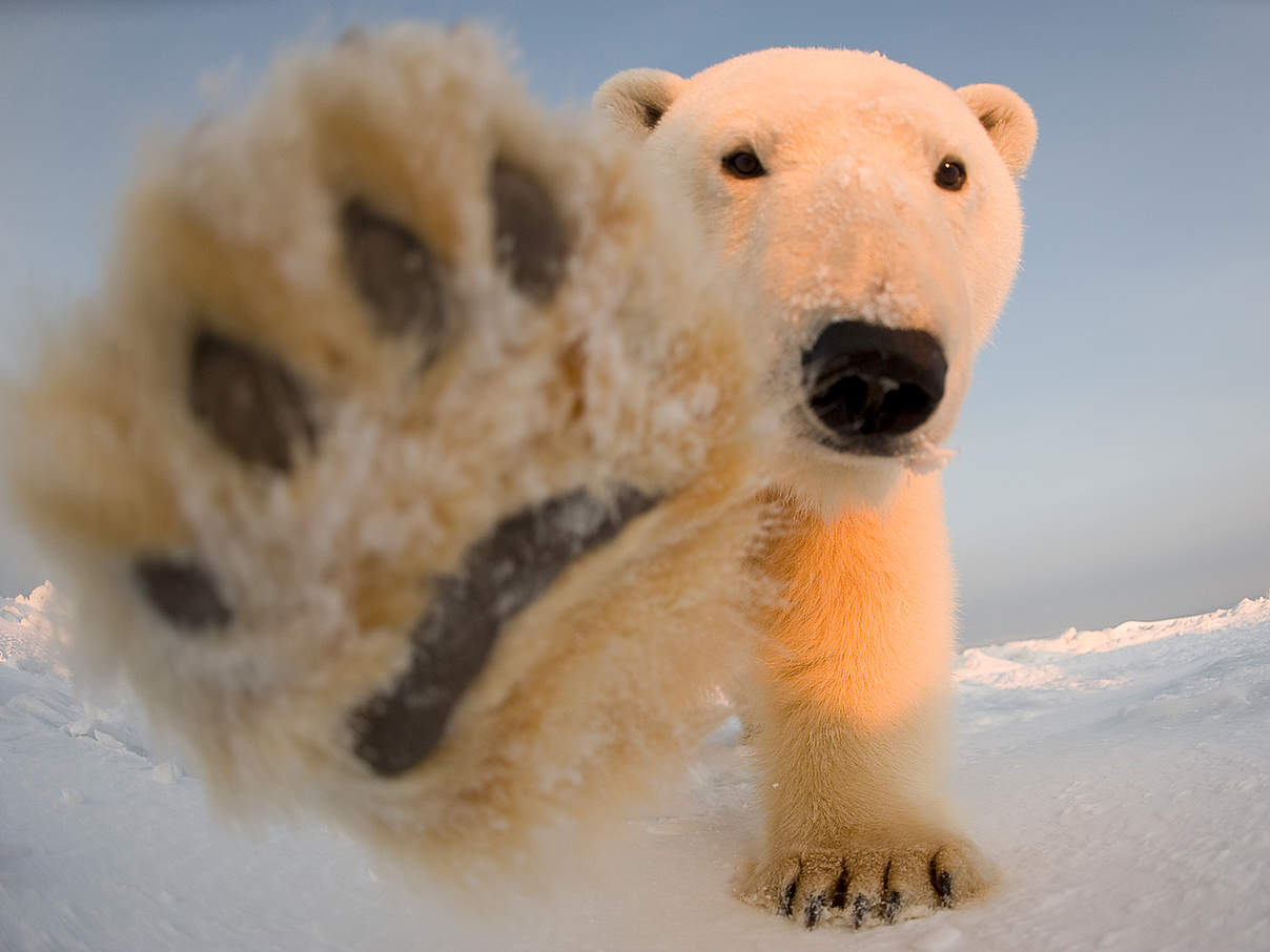 Junger Eisbär streckt seine Pfote in die Kamera © naturepl.com / Steven Kazlowski / WWF