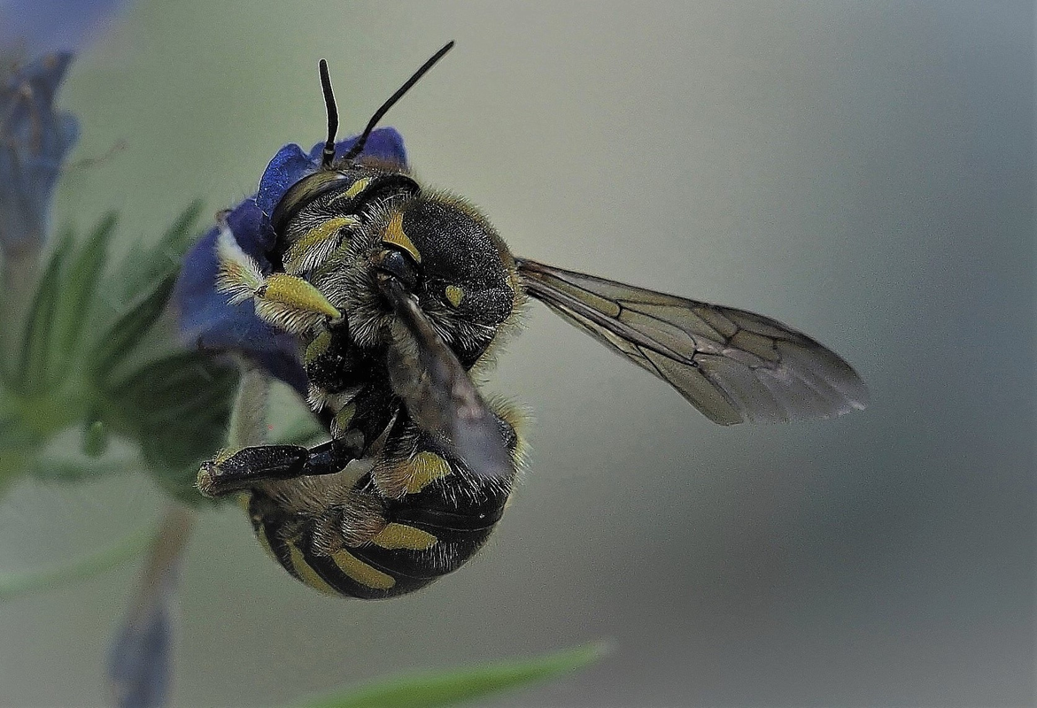 Florentiner Wollbiene (Anthidium florentinum) © Florian Lauer / WWF