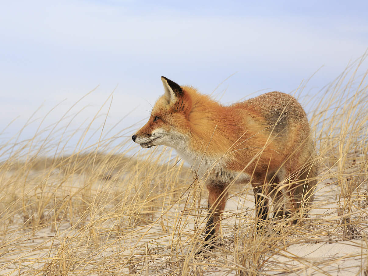 Fuchs in einer Düne am Strand