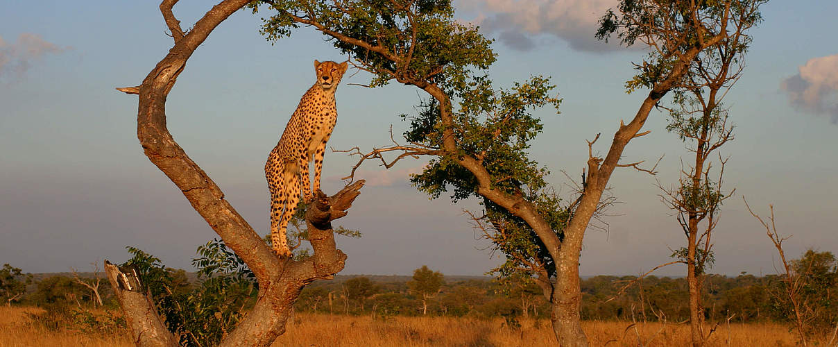 Gepard auf Baum © Gavin Lautenbach