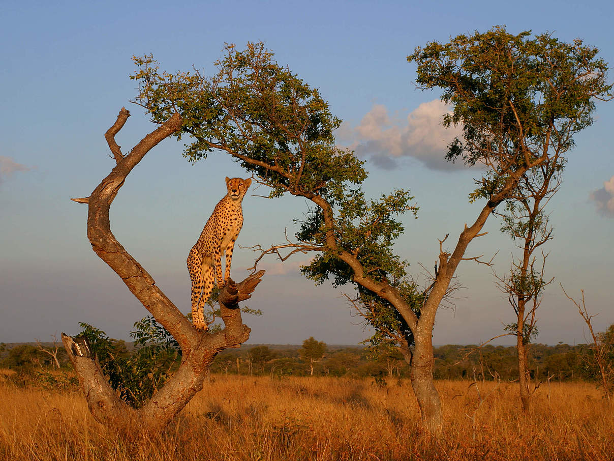 Gepard auf Baum © Gavin Lautenbach