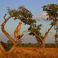 Gepard auf Baum © Gavin Lautenbach