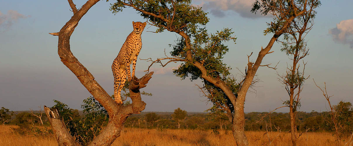 Gepard auf Baum © Gavin Lautenbach