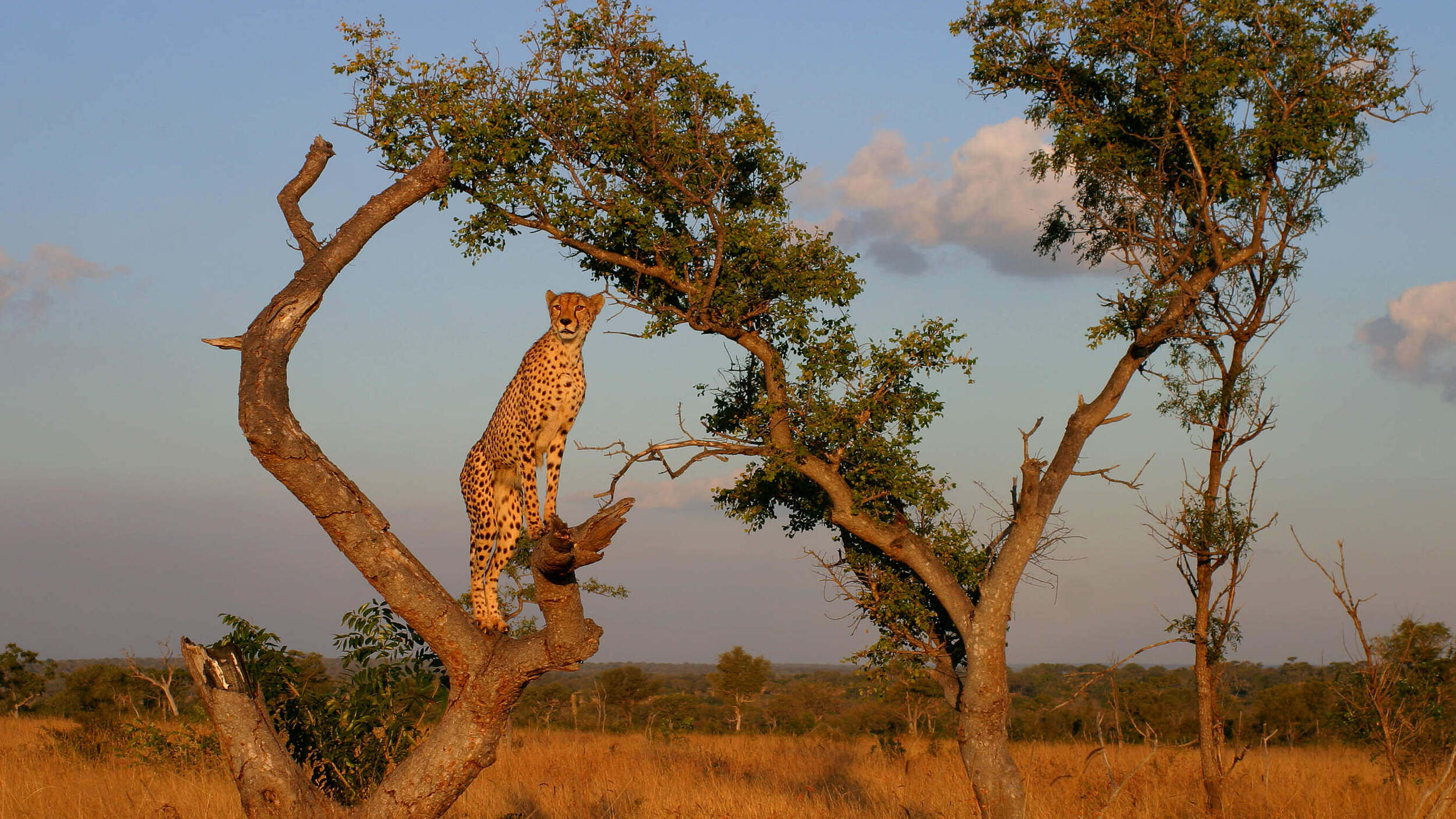 Gepard auf Baum © Gavin Lautenbach
