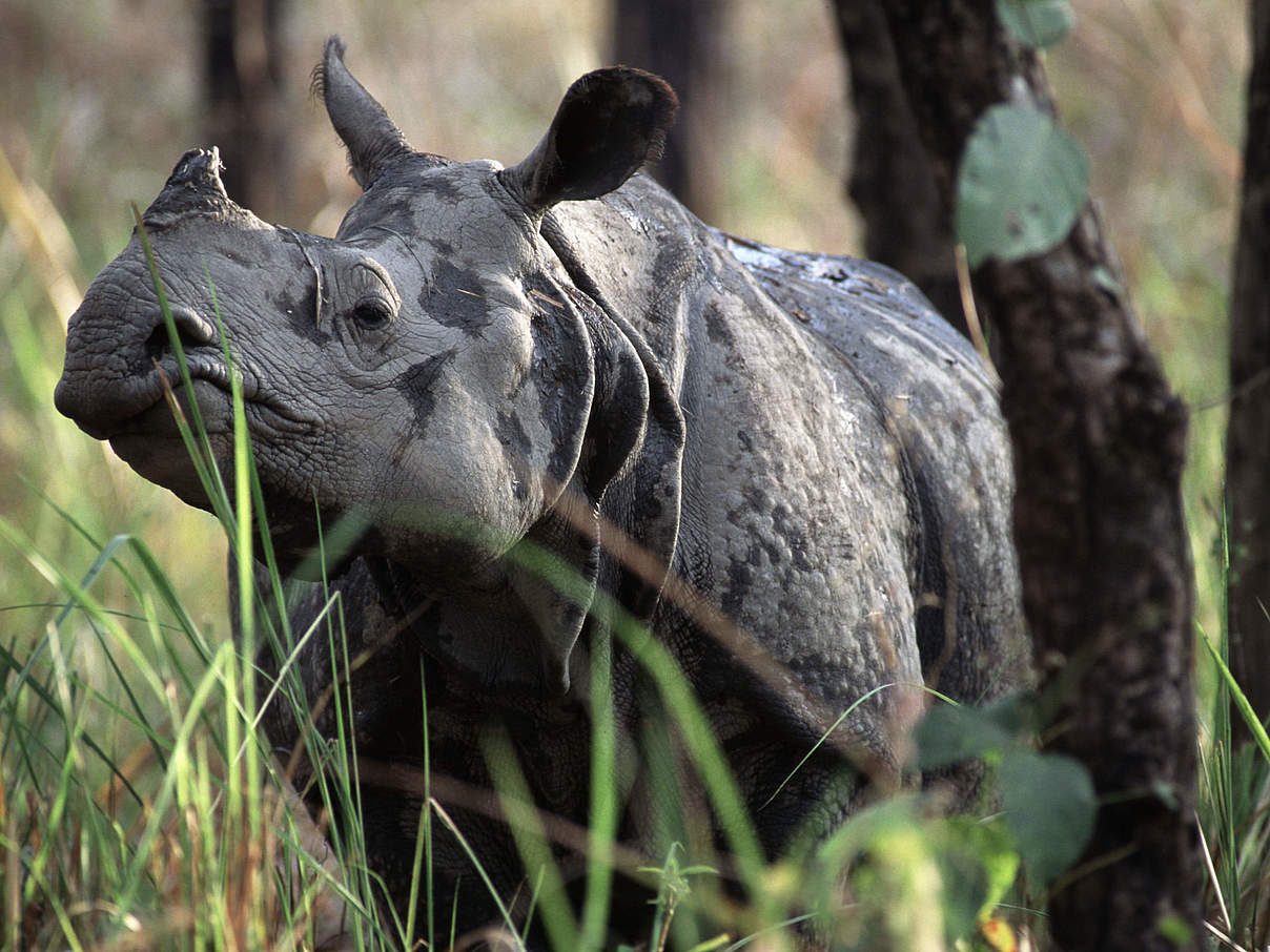 Panzernashorn im nepalesischen Chitwan Nationalpark © Michel Gunther / WWF