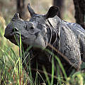 Panzernashorn im nepalesischen Chitwan Nationalpark © Michel Gunther / WWF