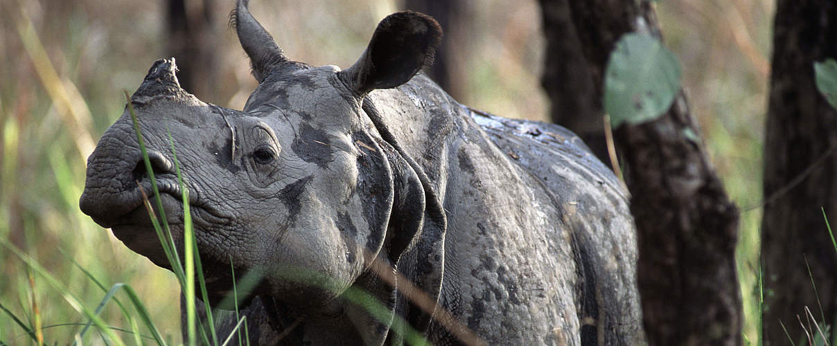 Panzernashorn im nepalesischen Chitwan Nationalpark © Michel Gunther / WWF