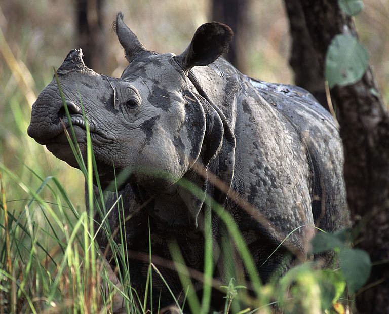 Panzernashorn im nepalesischen Chitwan Nationalpark © Michel Gunther / WWF