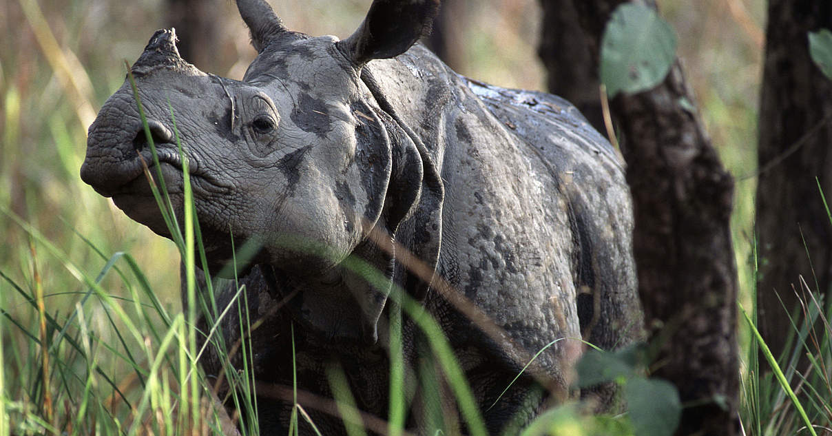 Asien: Java-, Sumatra- und Indisches Panzernashorn | WWF