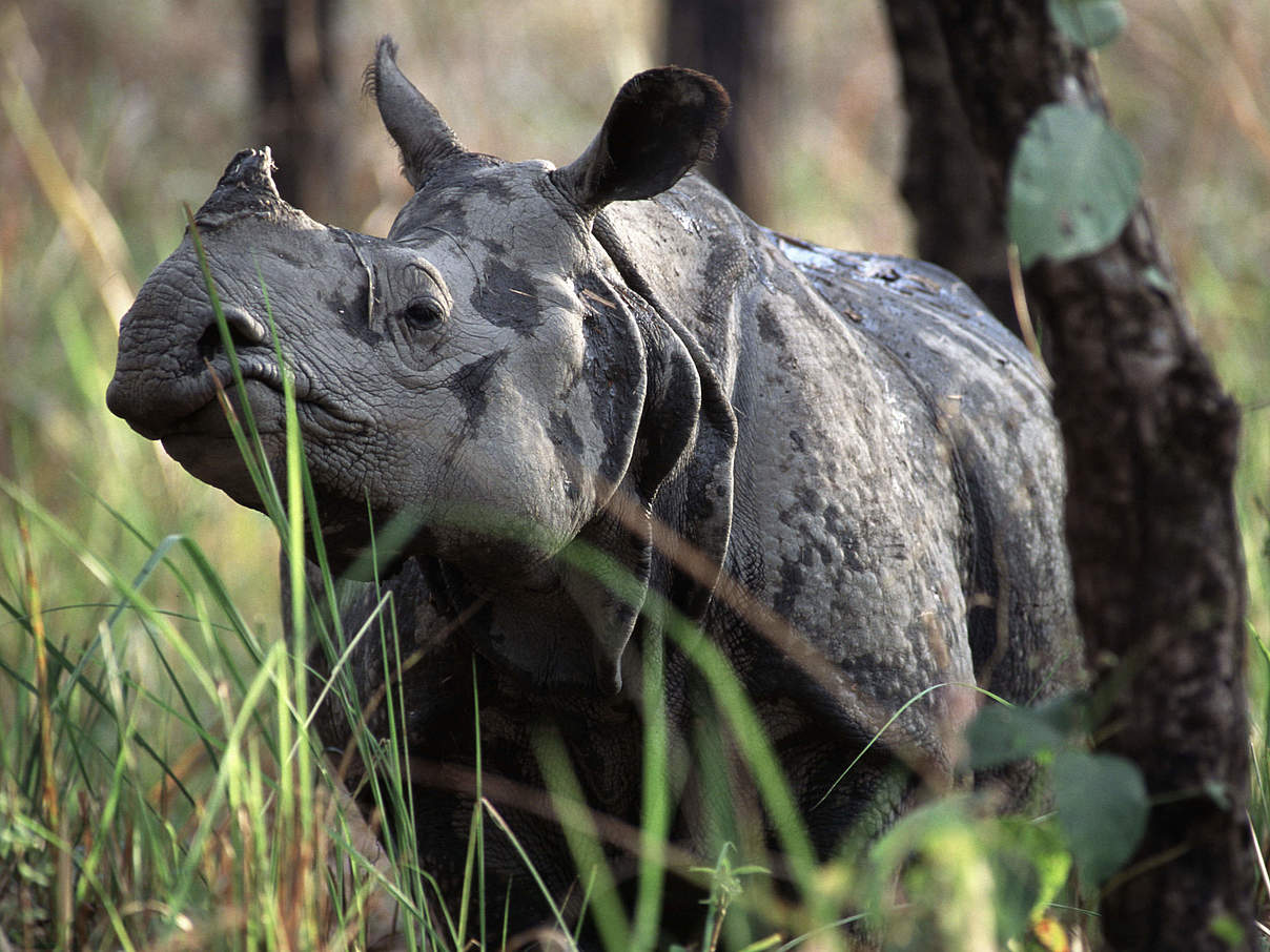 Panzernashorn im nepalesischen Chitwan Nationalpark © Michel Gunther / WWF