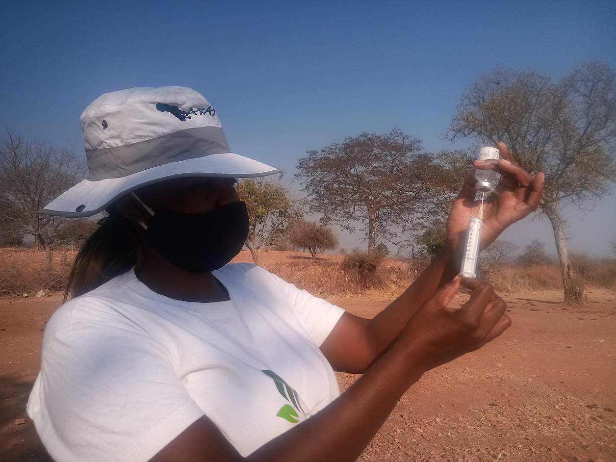 Eine Mitarbeiterin bereitet alles für die Impfung vor © Victoria Falls Wildlife Trust