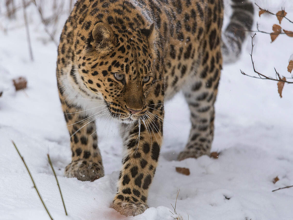 Amur-Leopard mit typischem Fleckenmuster im Schnee