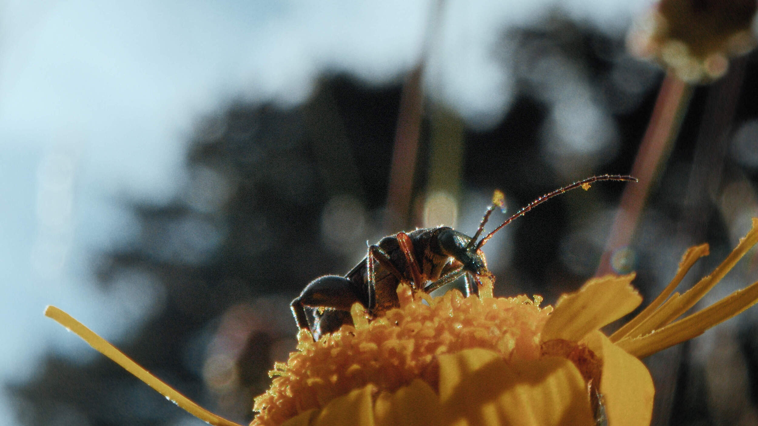 INSEKTEN – Helden im Verborgenen