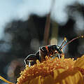 INSEKTEN – Helden im Verborgenen