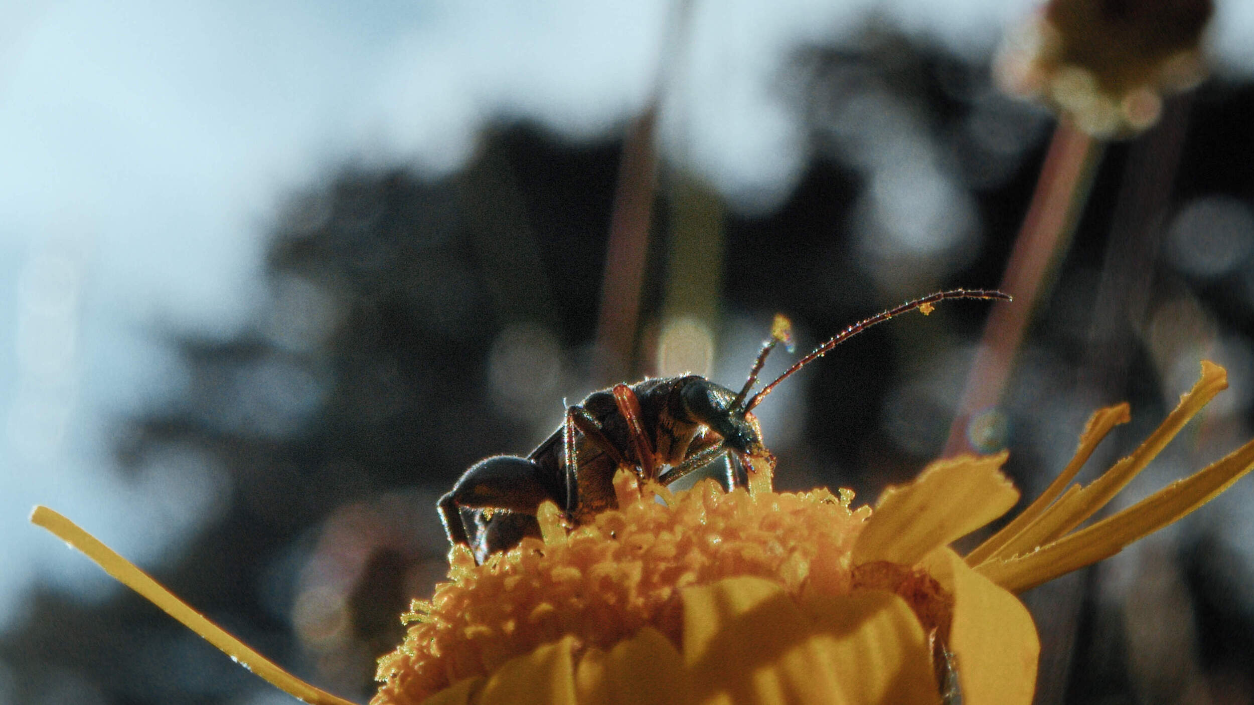 INSEKTEN – Helden im Verborgenen