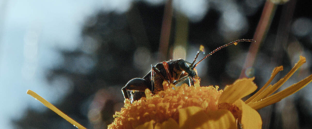 INSEKTEN – Helden im Verborgenen