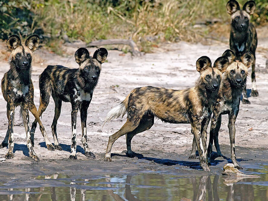 Afrikanische Wildhunde können bis zu drei Kilometer weit hören © Michael Poliza, WWF
