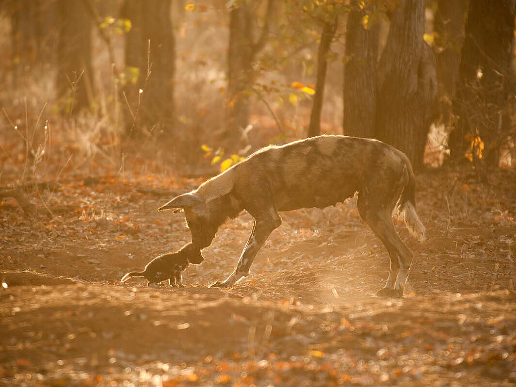 Afrikanischer Wildhund © Jeff Wilson / Silverback/Netflix Afrikanischer Wildhund © Jeff Wilson / Silverback/Netflix