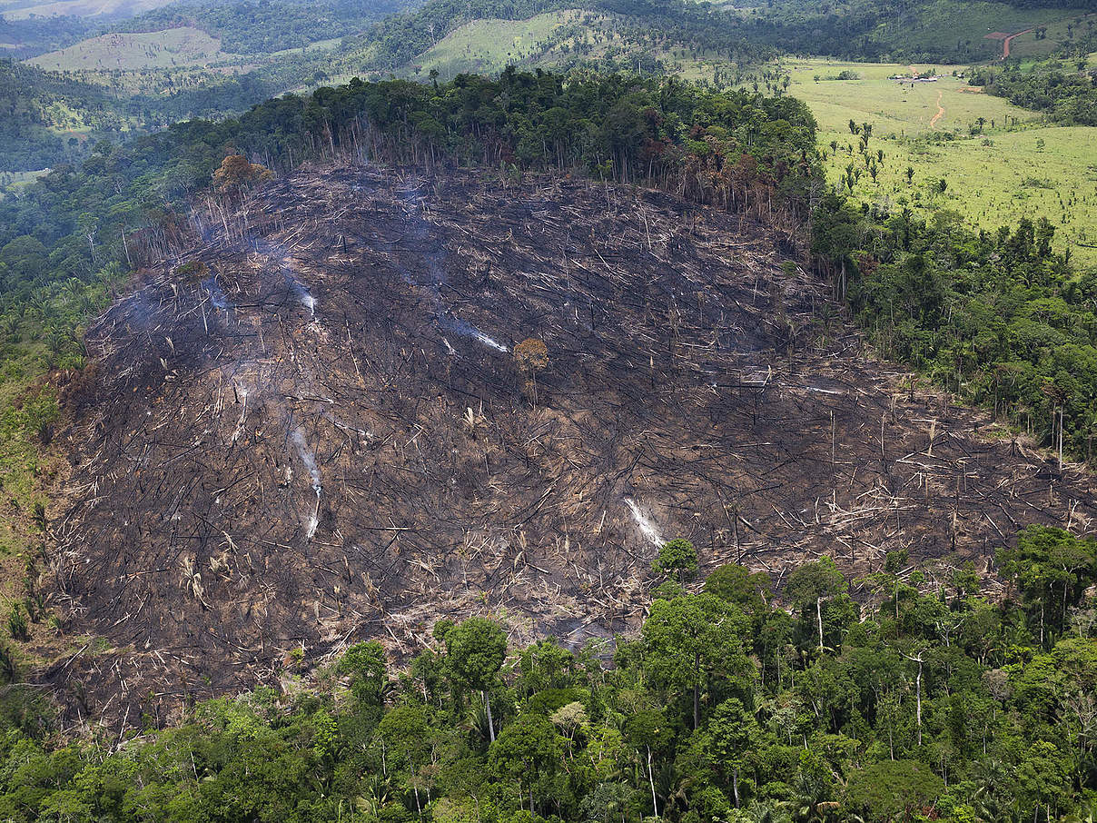 Brandrodung im Amazonas © Araquém Alcântara / WWF Brazil