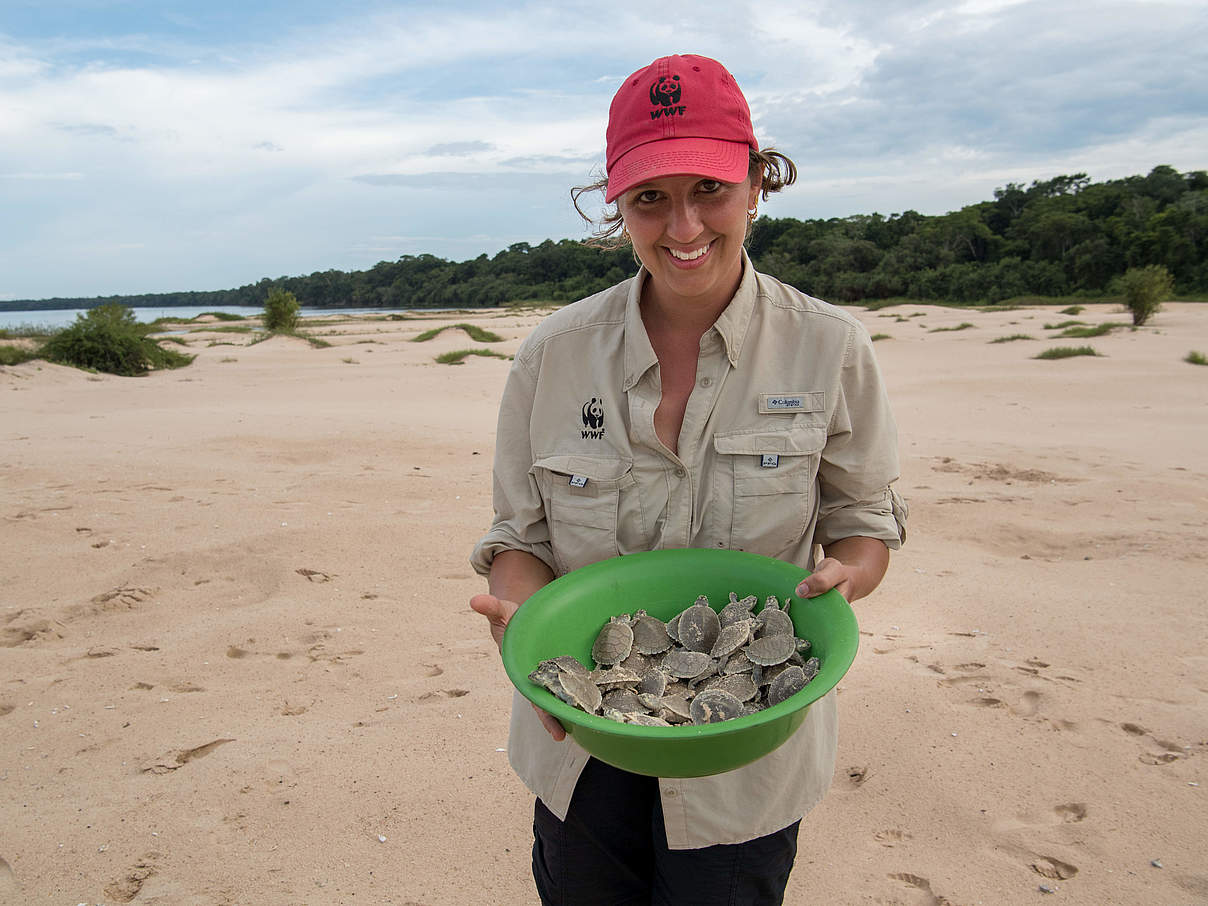 WWF Mitarbeiterin Catherine Blanchard sammelt Arrauschildkroeten © Jaime Rojo / WWF-US