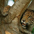 Jaguar im Baum in Pantanal (Brasielien) © Staffan Widstrand / WWF