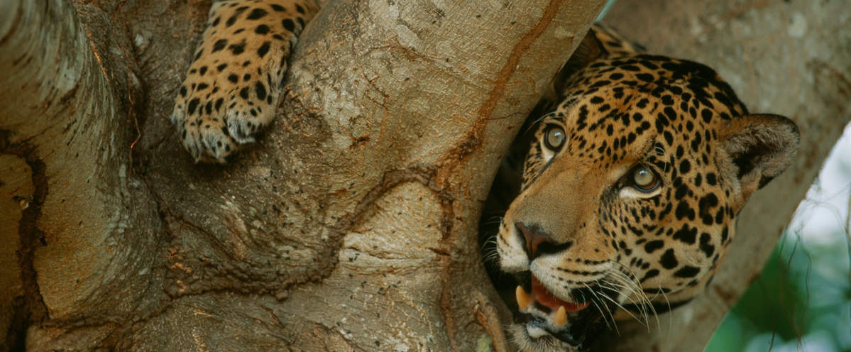 Jaguar im Baum in Pantanal (Brasielien) © Staffan Widstrand / WWF