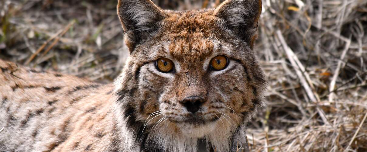 Luchs Gabriel Auswilderng Thueringen