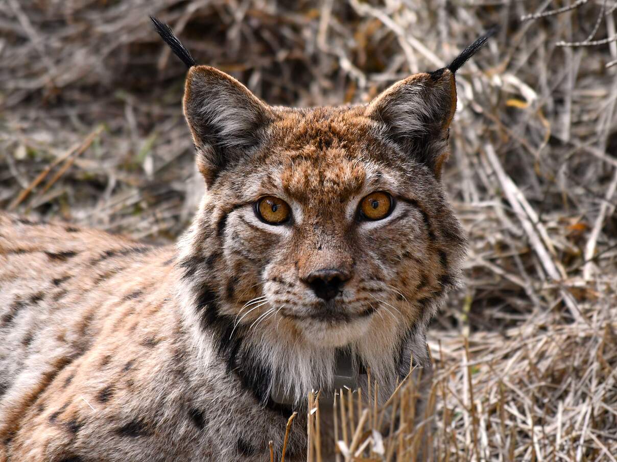 Luchs Gabriel Auswilderng Thueringen