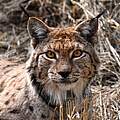 Luchs Gabriel Auswilderng Thueringen