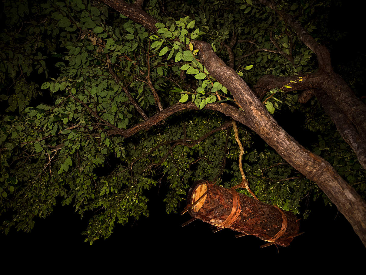 Traditioneller Bienenkorb, Jivundu, Sambia © Jasper Doest / WWF 