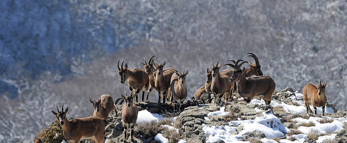  Bezoarziegen in Südarmenien © Alexander Malkhasyan / WWF Armenien