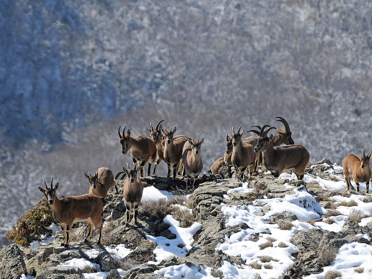 Bezoarziegen © Alexander Malkhasyan / WWF