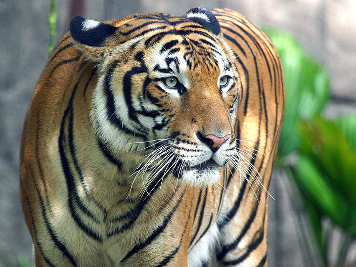Wenn Tiger nicht ausgewildert werden können, helfen Zoos © Mikaail Kavanagh / WWF-Malaysia