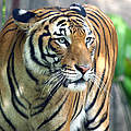 Malaysia-Tiger im Zoo von Melaka © Mikaail Kavanagh / WWF-Malaysia