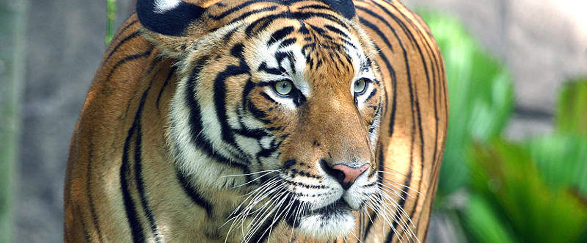 Malaysia-Tiger im Zoo von Melaka © Mikaail Kavanagh / WWF-Malaysia