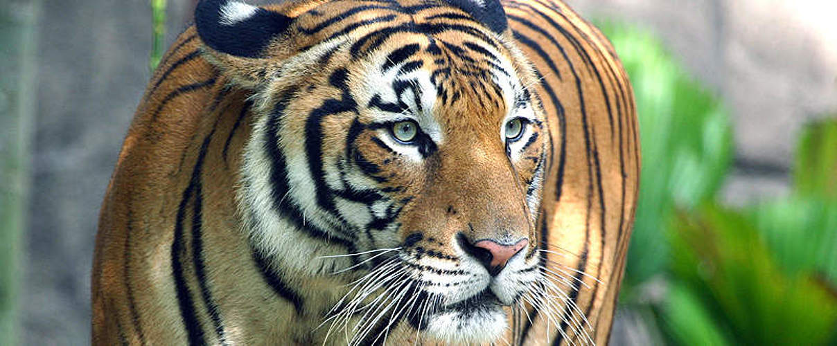 Malaysia-Tiger im Zoo von Melaka © Mikaail Kavanagh / WWF-Malaysia