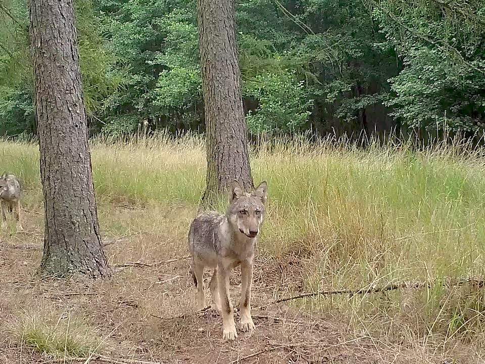 Wolfsbesuch in der Zerweliner Heide bei Tag @WWF