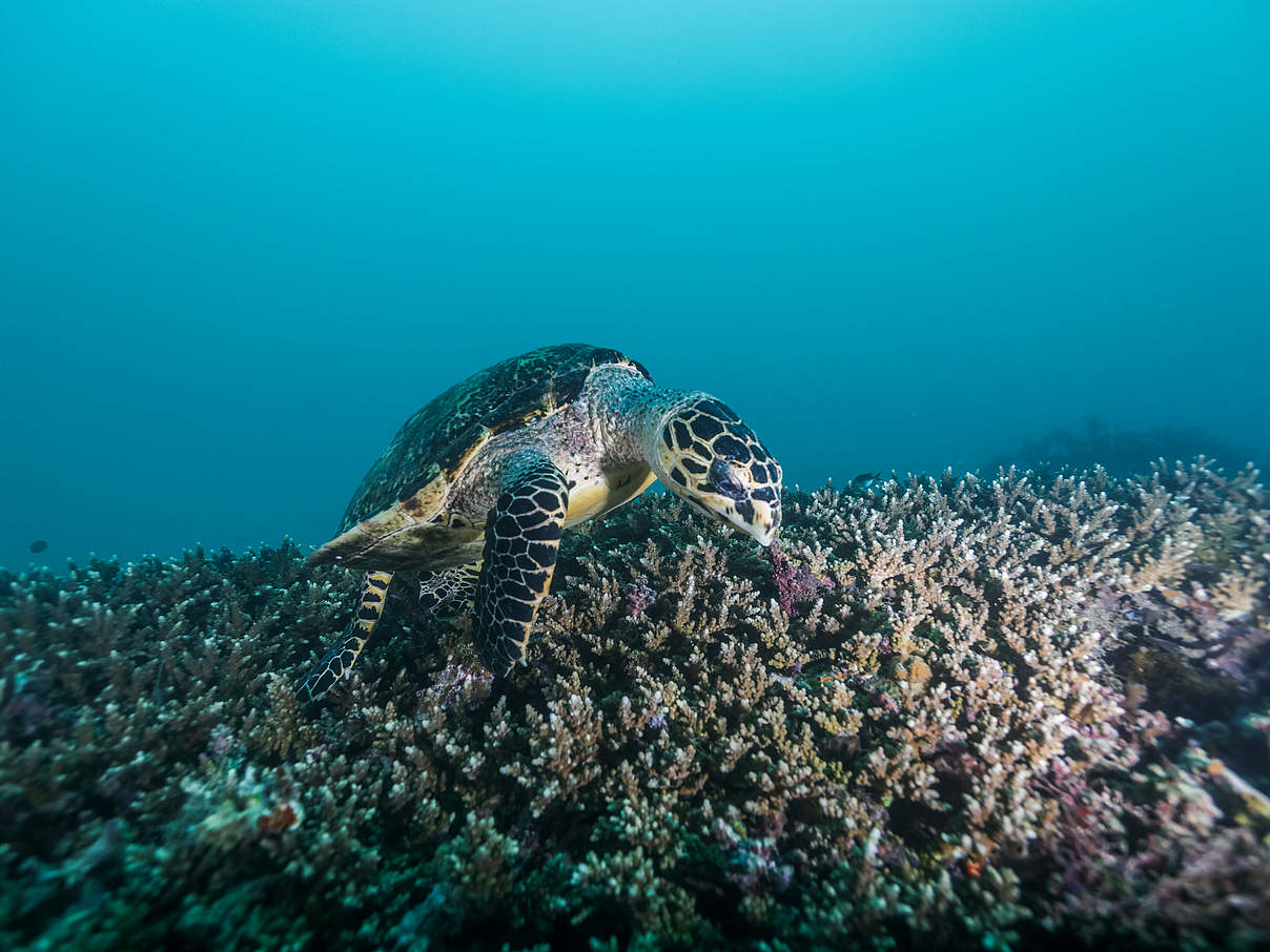 Schildkröte vor Mafia Island © Ngoteya Wild / Blue Action Fund / WWF Tansania Schildkröte vor Mafia Island © Ngoteya Wild / Blue Action Fund / WWF Tansania