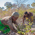 In Namibia wird Teufelskralle gesammelt. © Gareth Bentley / WWF-US
