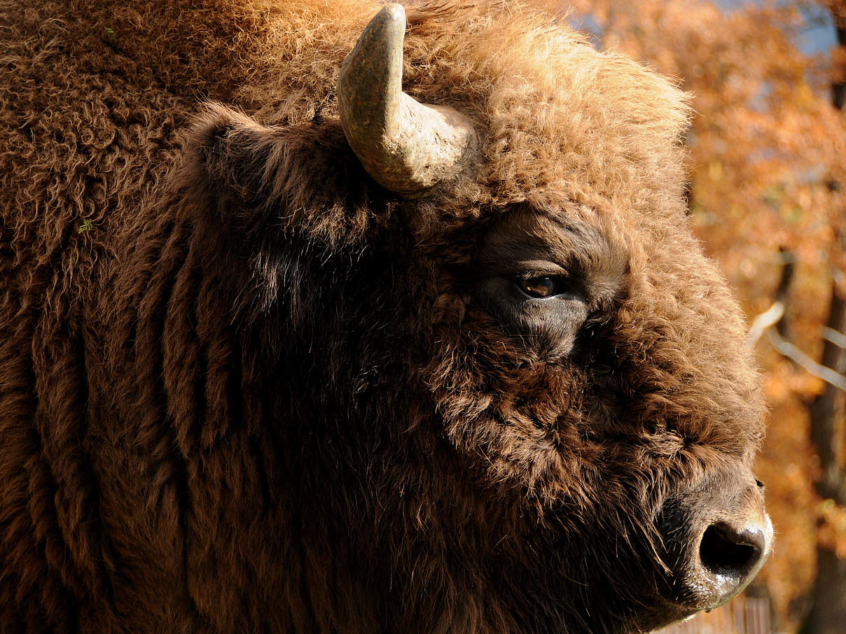 Wisent im Kaukasus © Aurel Heidelberg / WWF Deutschland