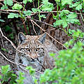 Luchs © Timo Deible / Zoo Karlsruhe