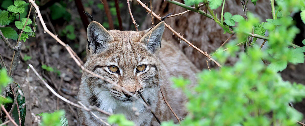 Luchs © Timo Deible / Zoo Karlsruhe