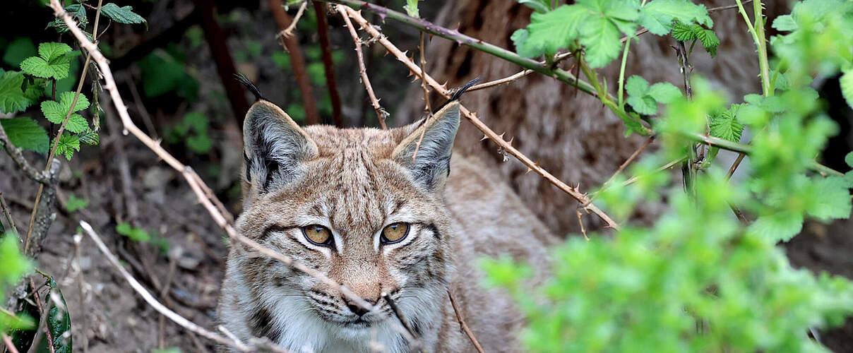 Luchs © Timo Deible / Zoo Karlsruhe