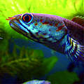 Dwarf Snakehead Fish © Henning Strack Hansen / WWF