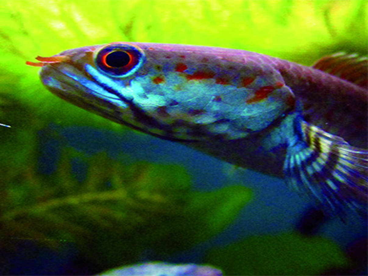 Dwarf Snakehead Fish © Henning Strack Hansen / WWF
