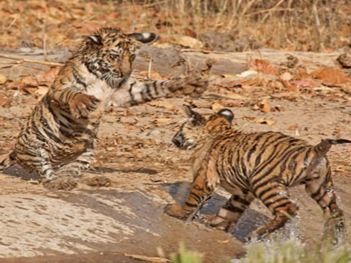 Nachwuchs bei den Bengaltigern © Rahul Talegaonkar / WWF Indien